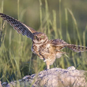 USA, Wyoming, Sublette County, a Burrowing Owl lands at its burrow