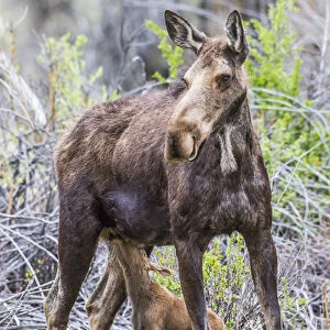 USA, Wyoming, Sublette County, a cow moose stands while her calf nurses