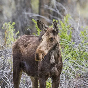 USA, Wyoming, Sublette County, a cow moose stands near a willow patch in the springtime