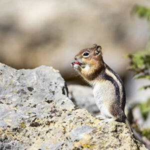 USA, Wyoming, Sublette County, Golden-mantled Ground Squirrel eating raspberry