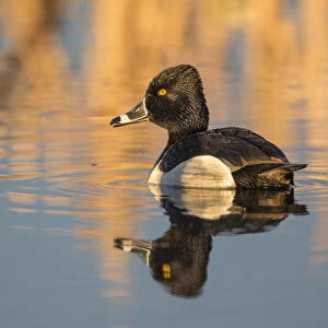 USA, Wyoming, Sublette County. Male ring-necked duck is reflected in the morning