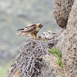 USA, Wyoming, Sublette County, Red-tailed Hawk feeding rodent to young in stick nest