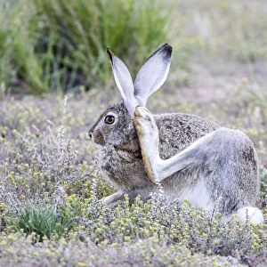 USA, Wyoming, Sublette County. White-tailed Jackrabbit scratches behind its ear