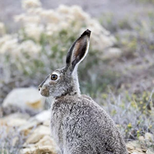 USA, Wyoming, Sublette County. White-tailed Jackrabbit sitting in a rocky habitat