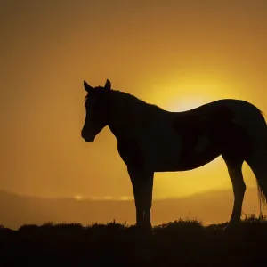 USA, Wyoming. Wild horse silhouetted at sunset USA, Wyoming. Wild horse silhouetted at sunset