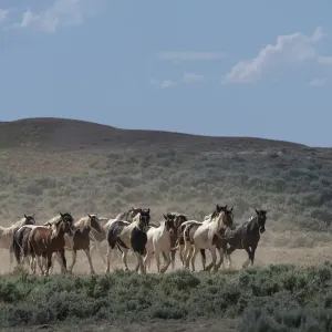 USA, Wyoming. Wild horses create dust while trotting to desert waterhole USA, Wyoming. Wild horses create dust while trotting to desert waterhole