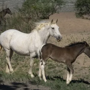 USA, Wyoming. Wild mare and her foal close-up USA, Wyoming. Wild mare and her foal close-up