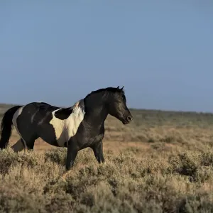 USA, Wyoming. Wild stallion walks in desert sage brush USA, Wyoming. Wild stallion walks in desert sage brush