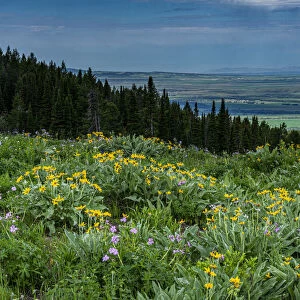 USA, Wyoming. Wildflowers and view of Teton Valley, Idaho, summer