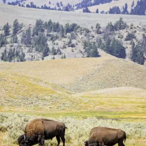 USA, Wyoming, Yellowstone National Park. Two buffalos in grassy field. Credit as USA, Wyoming, Yellowstone National Park. Two buffalos in grassy field. Credit as