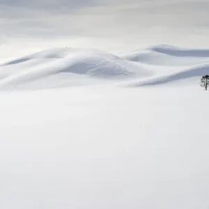 USA, Wyoming, Yellowstone National Park, winter, lone tree USA, Wyoming, Yellowstone National Park, winter, lone tree