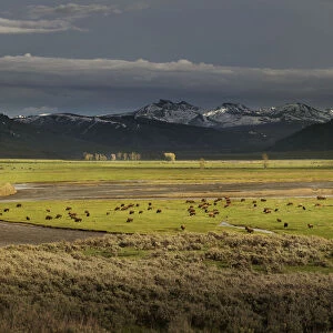USA, Wyoming, Yellowstone National Park. Bison herd in Lamar Valley