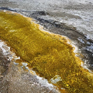 USA, Wyoming, Yellowstone National Park. Algal bloom at Biscuit Basin