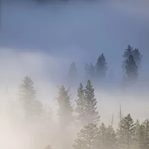 USA, Wyoming, Yellowstone National Park. Cold morning creates a fog above the Yellowstone River