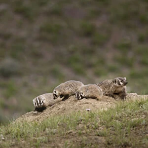 USA, Wyoming, Yellowstone National Park. Badger kits and mother outside den. Credit as