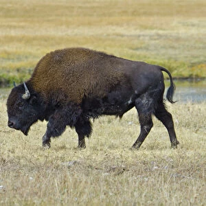 USA, Wyoming. Yellowstone National Park Bison, along Fountain Flat Drive