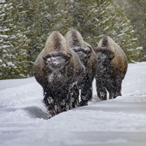 USA, Yellowstone National Park. Three bison in winter