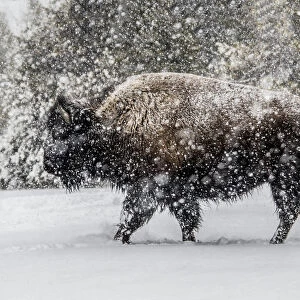 USA, Yellowstone National Park. Bison in winter
