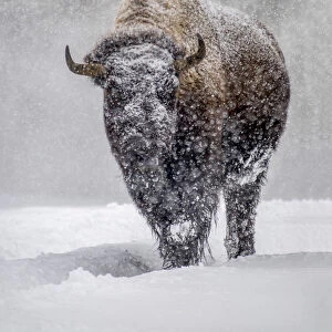 USA, Yellowstone National Park. One bison during winter