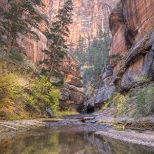 UT, Zion National Park, Left Fork of North Creek, at the Subway