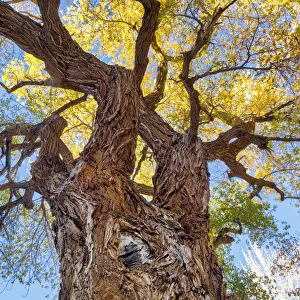 Utah, Capitol Reef National Park, Cottonwood Tree