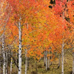 Utah, Dixie National Forest, aspen forest along highway 12