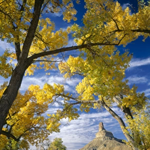UTAH. USA. Gunnison Butte framed by cottonwoods (Populus fremontii) & squawbush