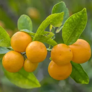 Valencia Orange, New Smyrna Beach, Florida, USA