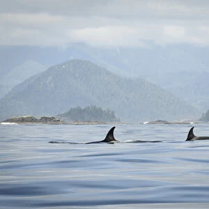 Vancouver Island, Clayoquot Sound. Orcas surfacing