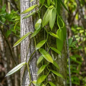 Vanilla Orchid Vine Print Vanilla Orchid Vine Print
