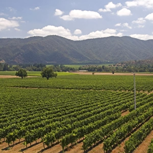 Veramonte vineyard near Santiago, Chile
