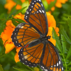 Viceroy Butterfly a mimic of the Monarch butterfly, Limenitis archippus