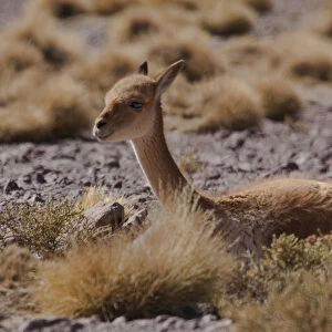 The vicuna is one of two wild South American camelids which live in the high alpine