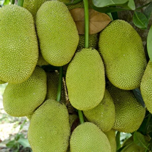 Vietnam, Cu Chi. Ripe jack fruit on tree