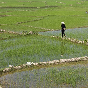 Vietnam, Dien Bien Phu, rice fields