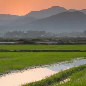 Vietnam Dien Bien Phu Print: Sunset over Rice Fields Vietnam Dien Bien Phu Print: Sunset over Rice Fields