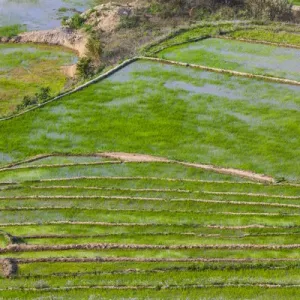 Vietnam, Muong, elevated view of rice fields Vietnam, Muong, elevated view of rice fields