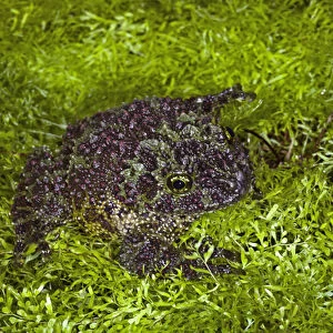 Vietnamese Mossy Frog, Theloderma corticale