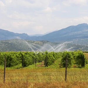 A vineyard with high trained vines protected by barbed wire fence and mountains in the background