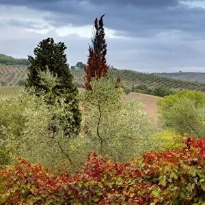 Vineyard near Montalcino