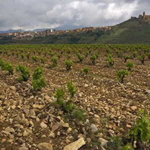 Vineyard in stony soil with San Vicente de la Sonsierra village on hill in the distance