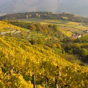 The vineyards near village Spitz in the Wachau The vineyards near village Spitz in the Wachau