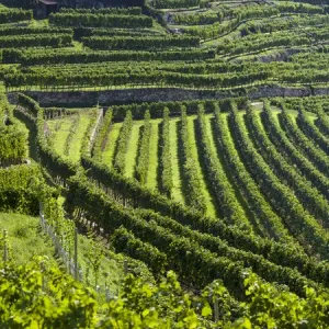 The vineyards near village Spitz in the Wachau The vineyards near village Spitz in the Wachau
