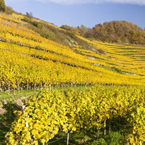 The vineyards near village Spitz in the Wachau