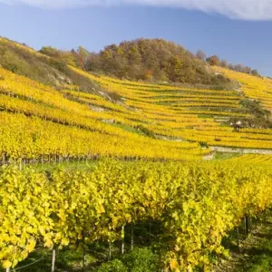 The vineyards near village Spitz in the Wachau The vineyards near village Spitz in the Wachau