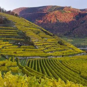 The vineyards near village Spitz in the Wachau The vineyards near village Spitz in the Wachau