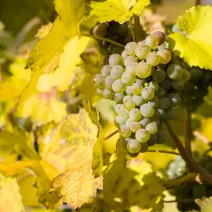 The vineyards near village Spitz in the Wachau The vineyards near village Spitz in the Wachau
