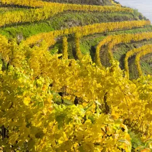 The vineyards near village Spitz in the Wachau The vineyards near village Spitz in the Wachau