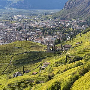 Viniculture around Bozen (Bolzano) the capital of South Tyrol during autumn. Europe