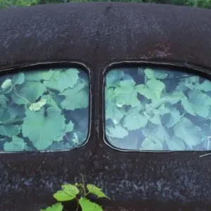 Vintage Oldsmobile car in decay with vines growing in and around it